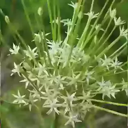 Schubertii Arctic Snow